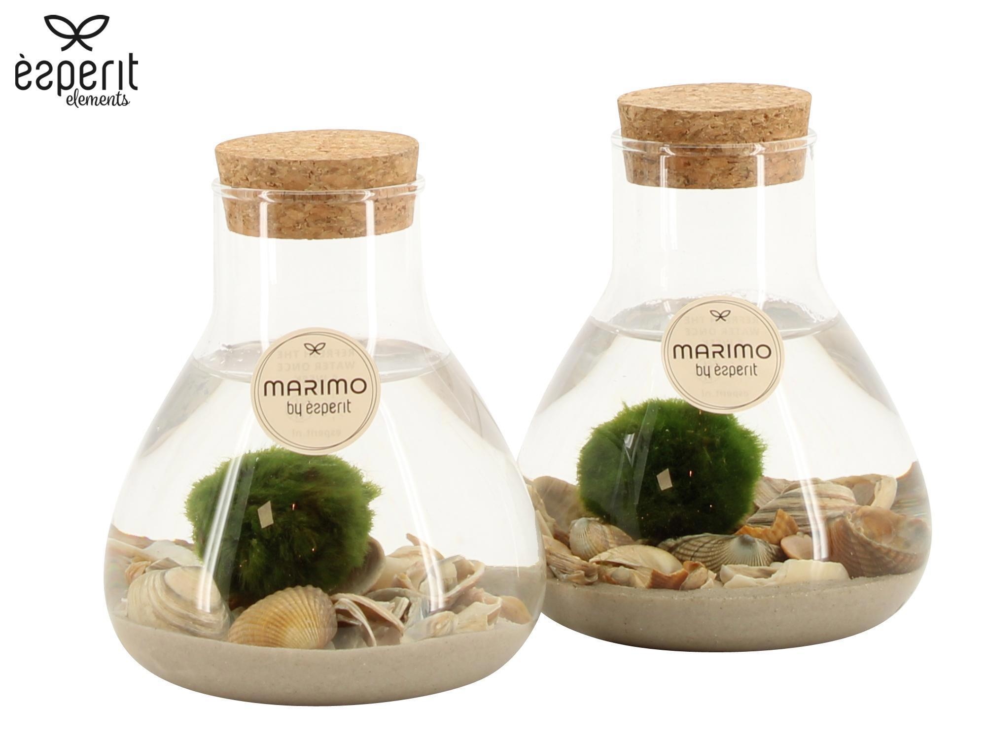 90969: Marimo arrangement, D 10