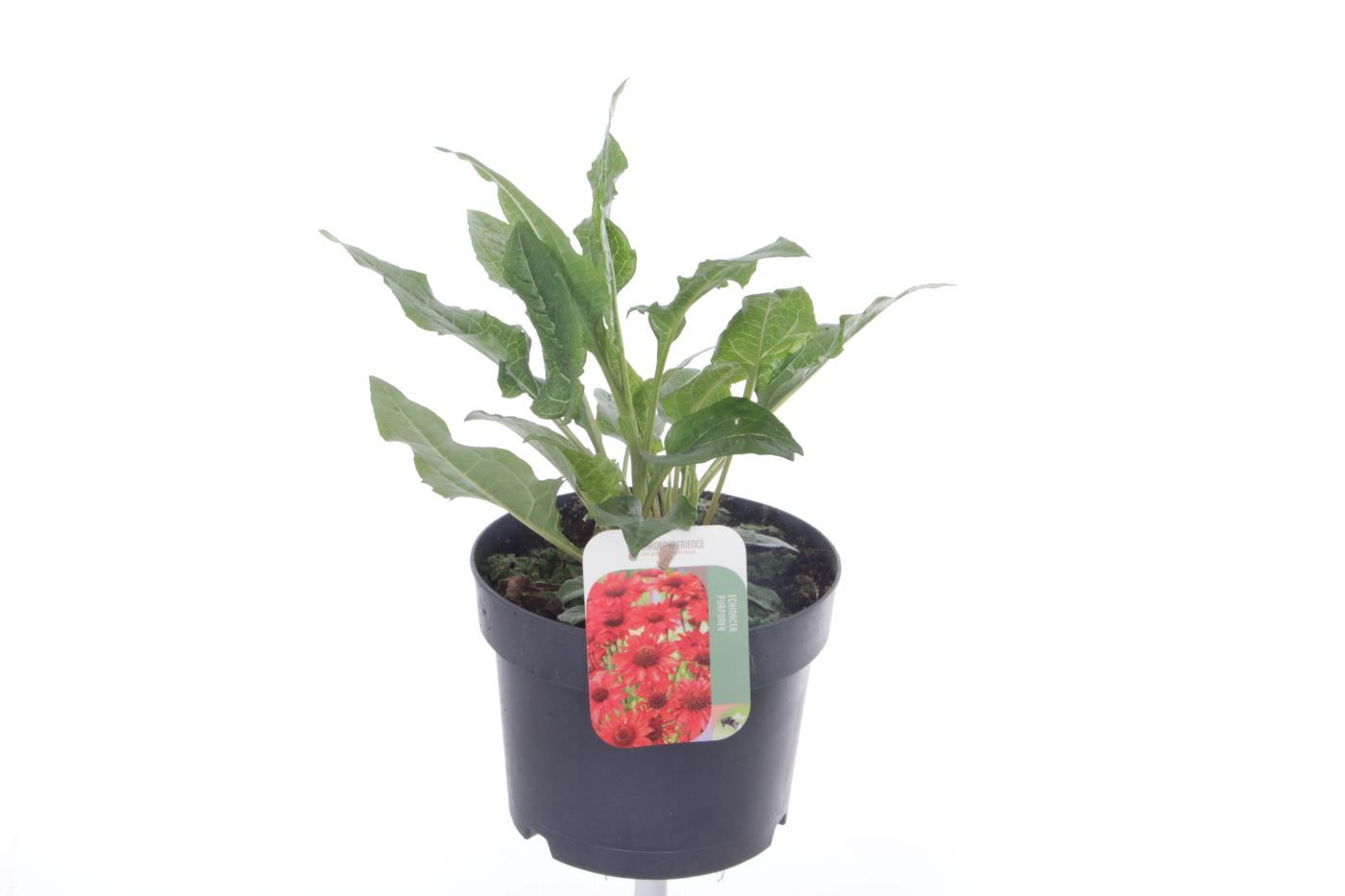 Echinacea purpurea Espinoso Rosy Red, D 17