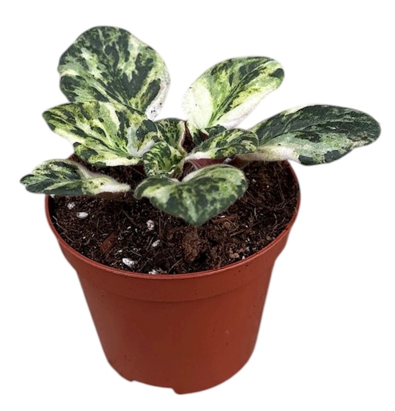 Saintpaulia Marble, D 8