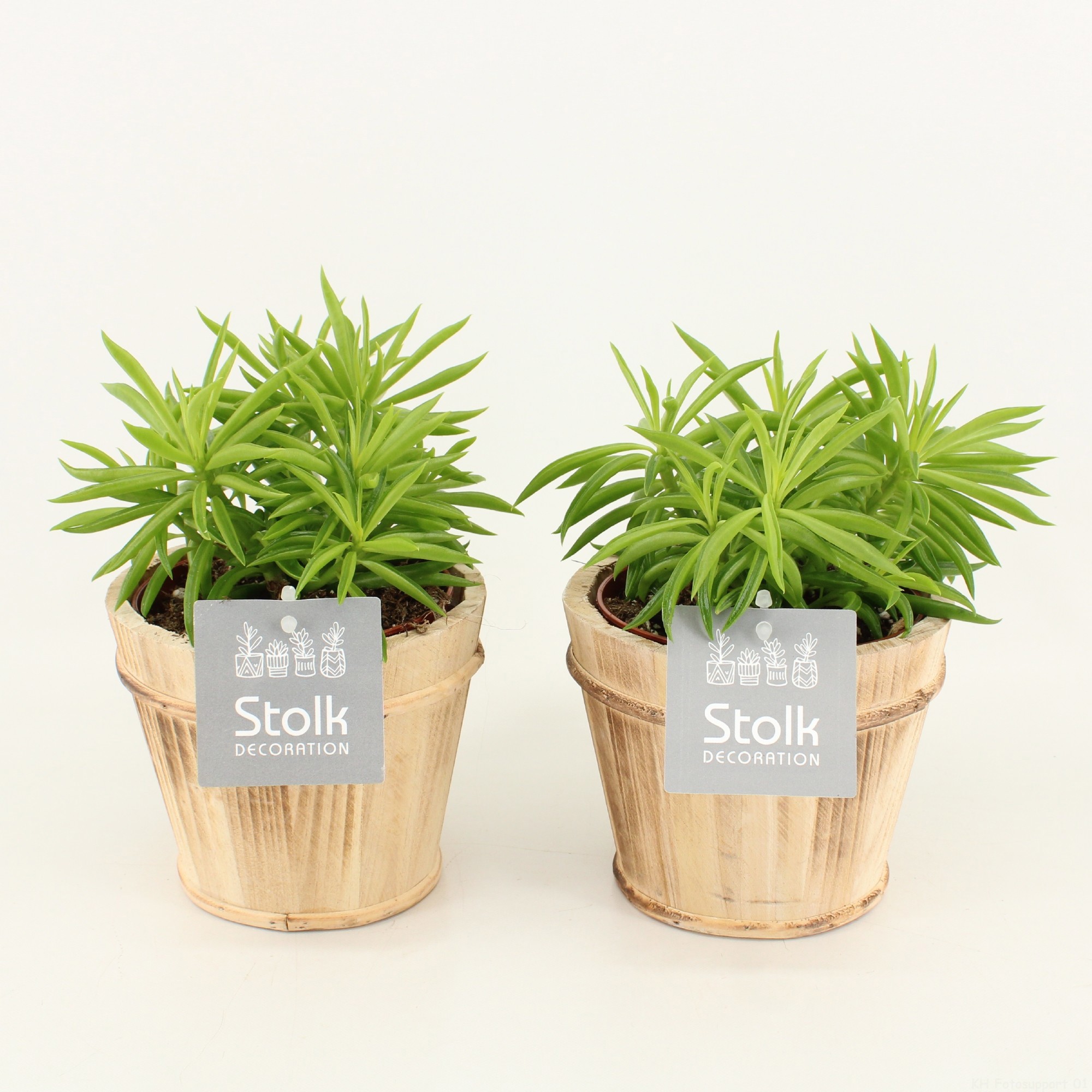 Peperomia Nevada in Wood Bruin, D 13