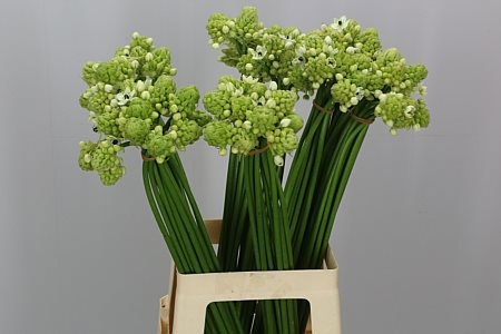 Орнитогалум Сандерс 55, шт.