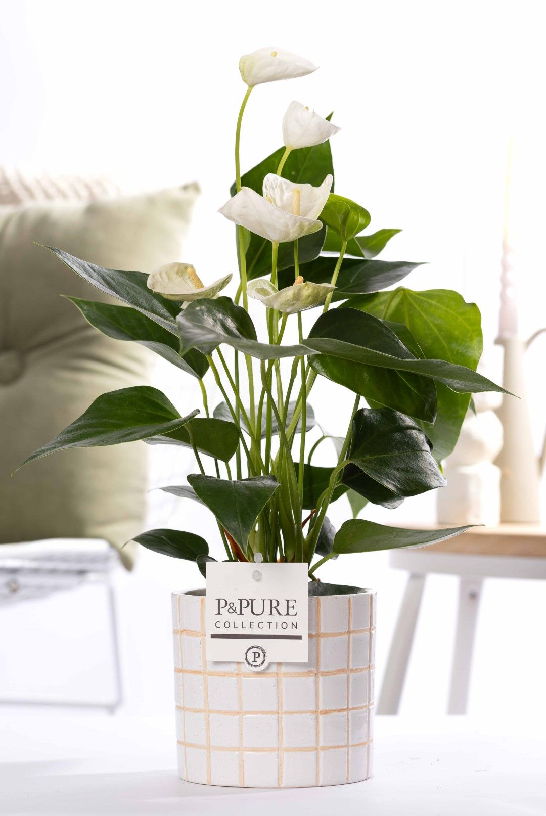Anthurium white (Elido) in P&PURE Tirza ceramics, D 12