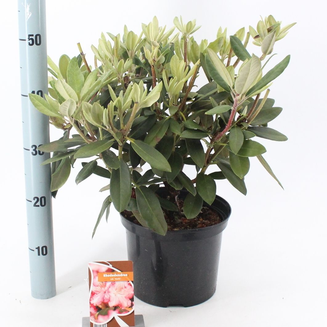 Rhododendron (Y) 'Marlis', D 23