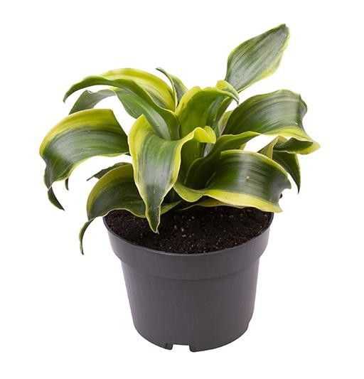 DRACAENA DRACO 'Tornado', D 12 cm DRACAENA DRACO 'Tornado', D 12 cm