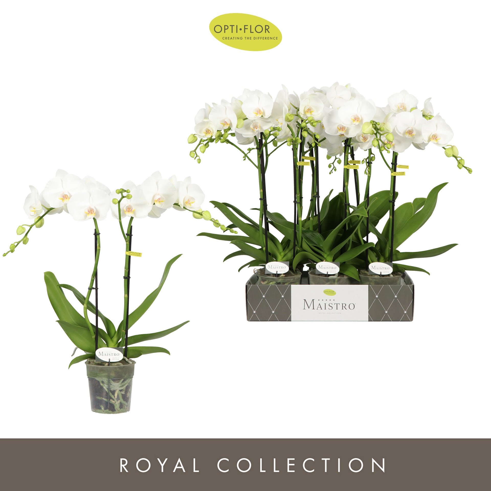 Maistro Mozart 2 spike 60 cm, D 12 cm