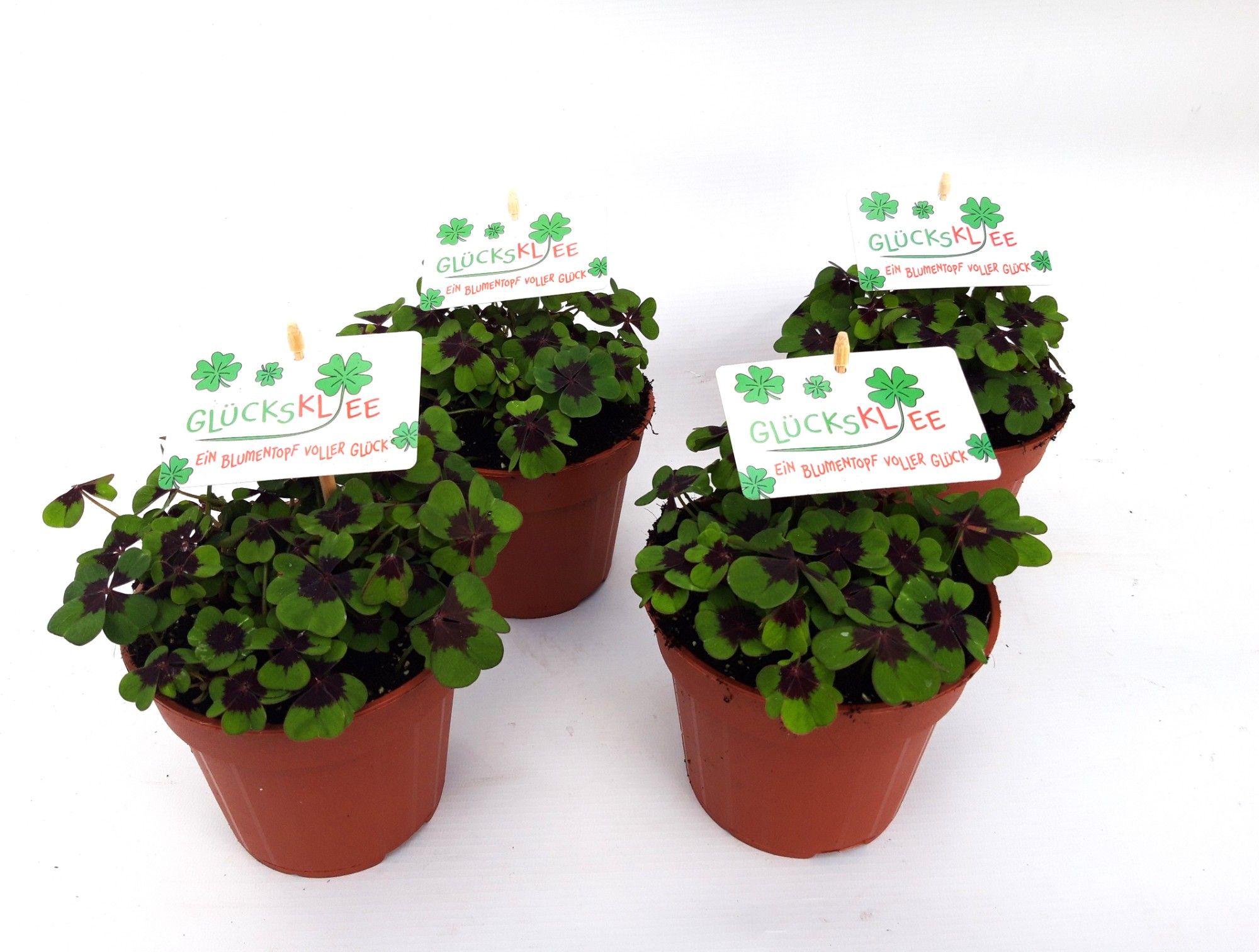 Oxalis Iron Cross (DUITS), D 13 cm