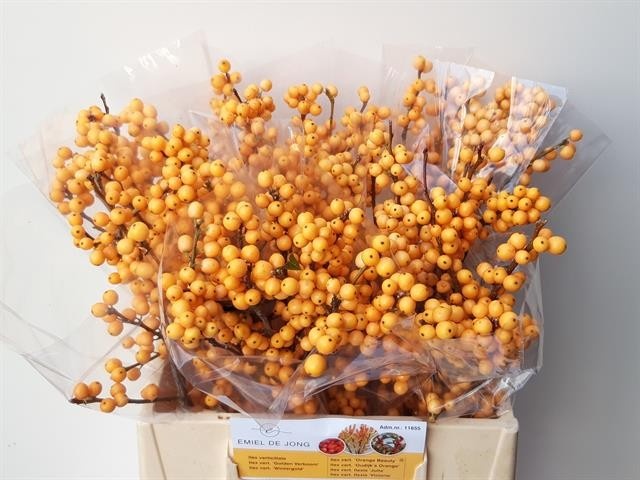 Илекс Голден Вербум 40, шт.