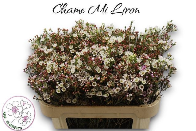 Шамелациум Лирон 70, шт.