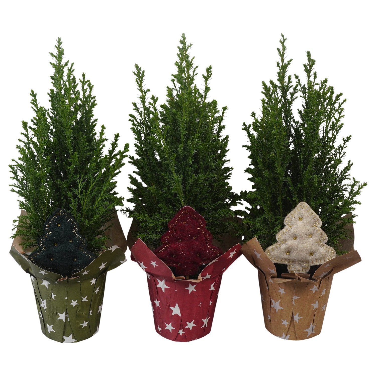 PTK26717 Ellwoodii in papieren potcover mix met decoratie, D 9