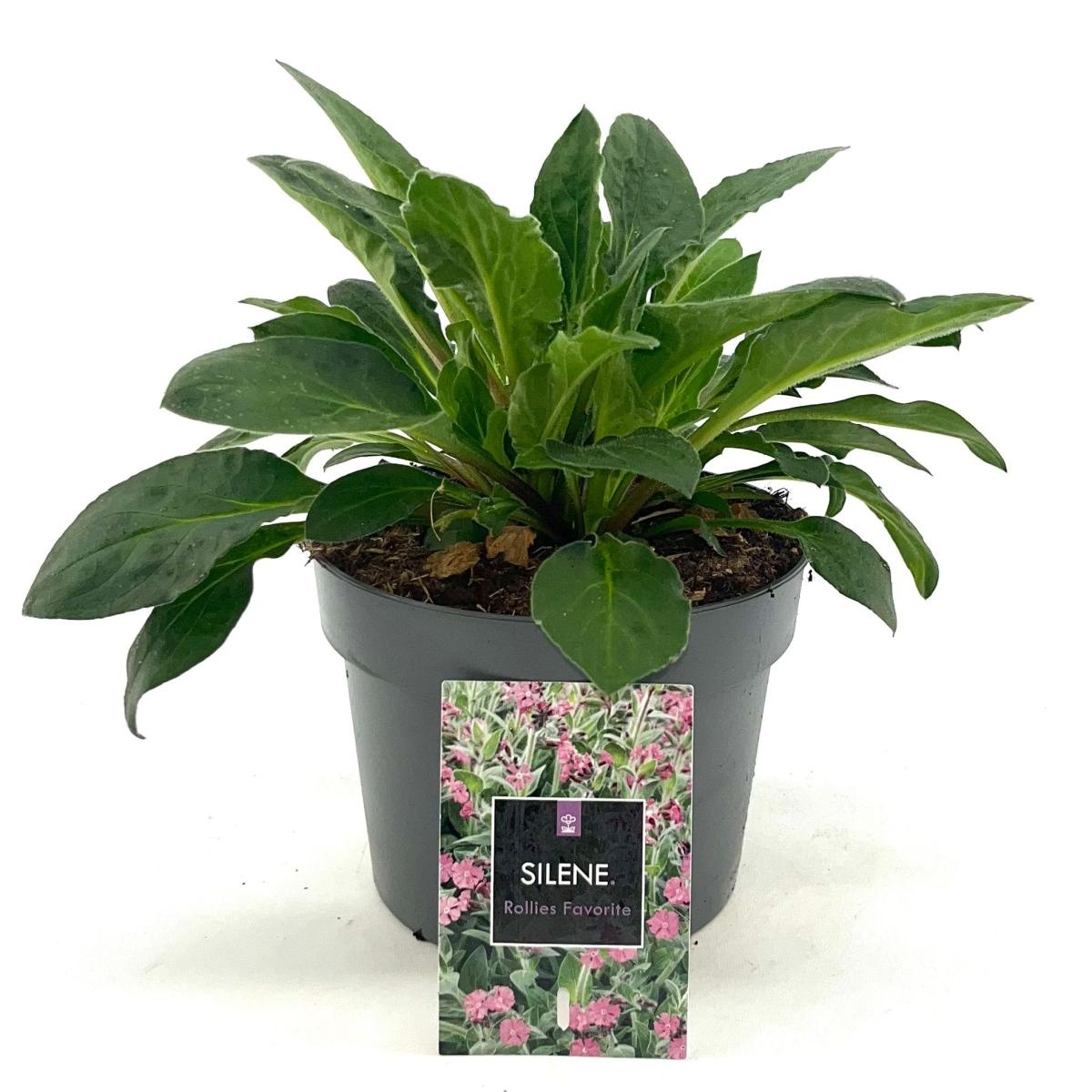 Silene dioica 'Rollies Favorite', D 17 cm