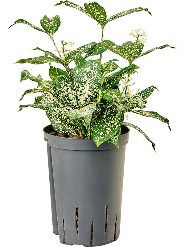 Dracaena godseffiana 'Florida beauty', D 15