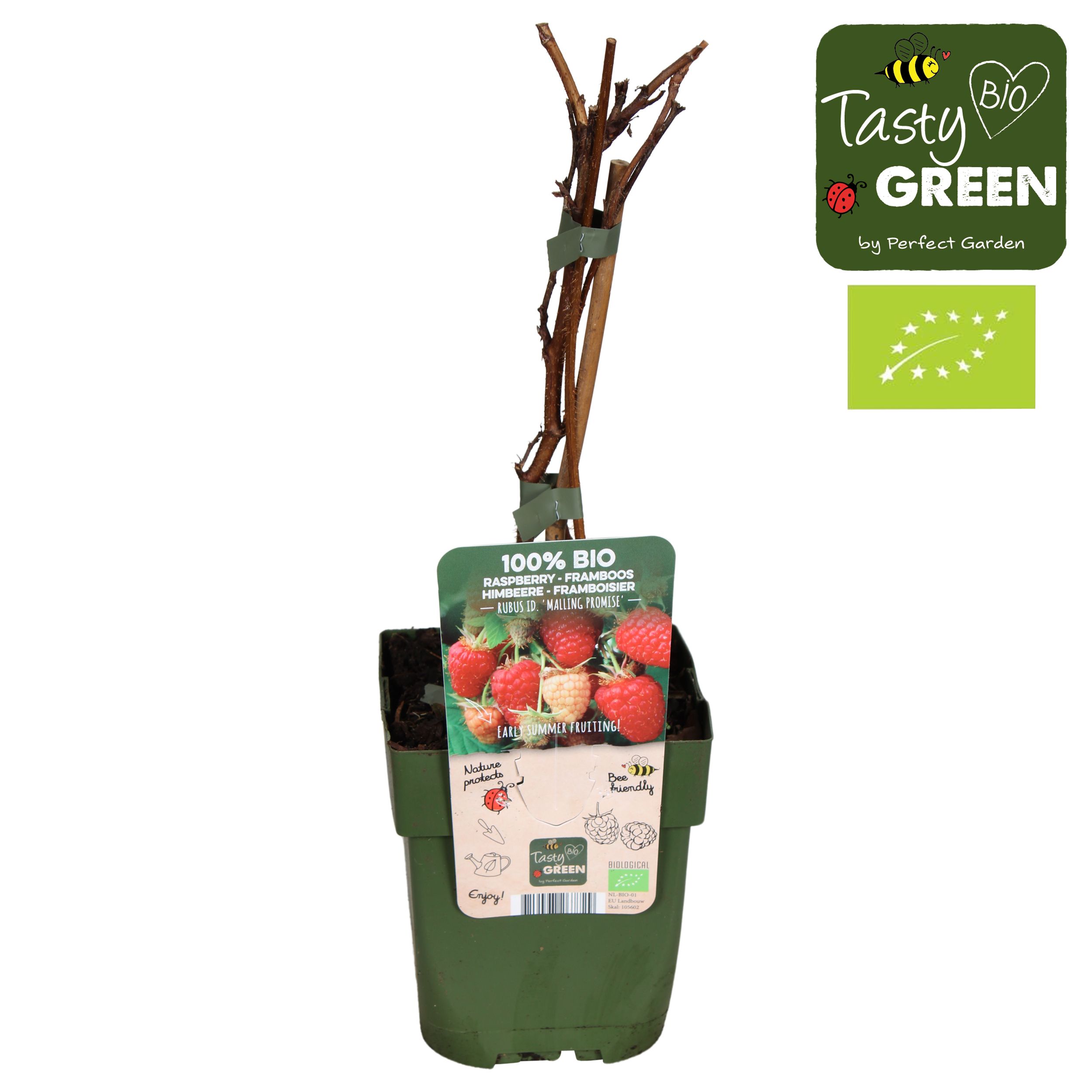 Rubus idaeus Malling Promise Bio P13, D 13