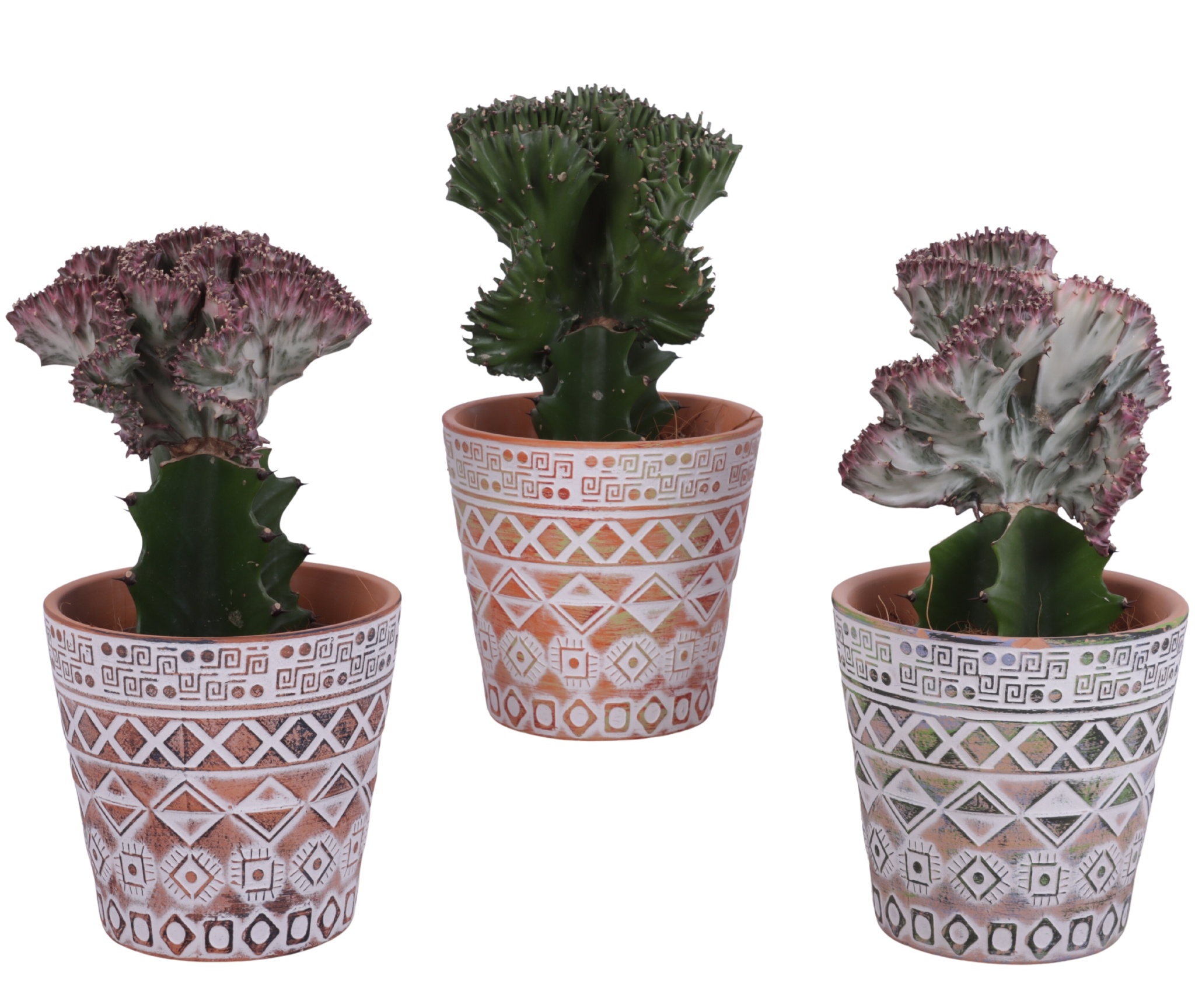 Cactus mix Euphorbia l. Ø12cm in Ø14cm Ceramic Pot Inca, D 14
