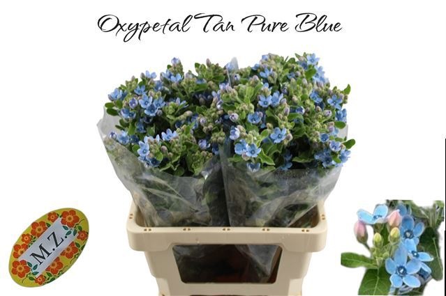 Оксипеталум Таниока Пьюр Блю 60 (голуб.), шт.