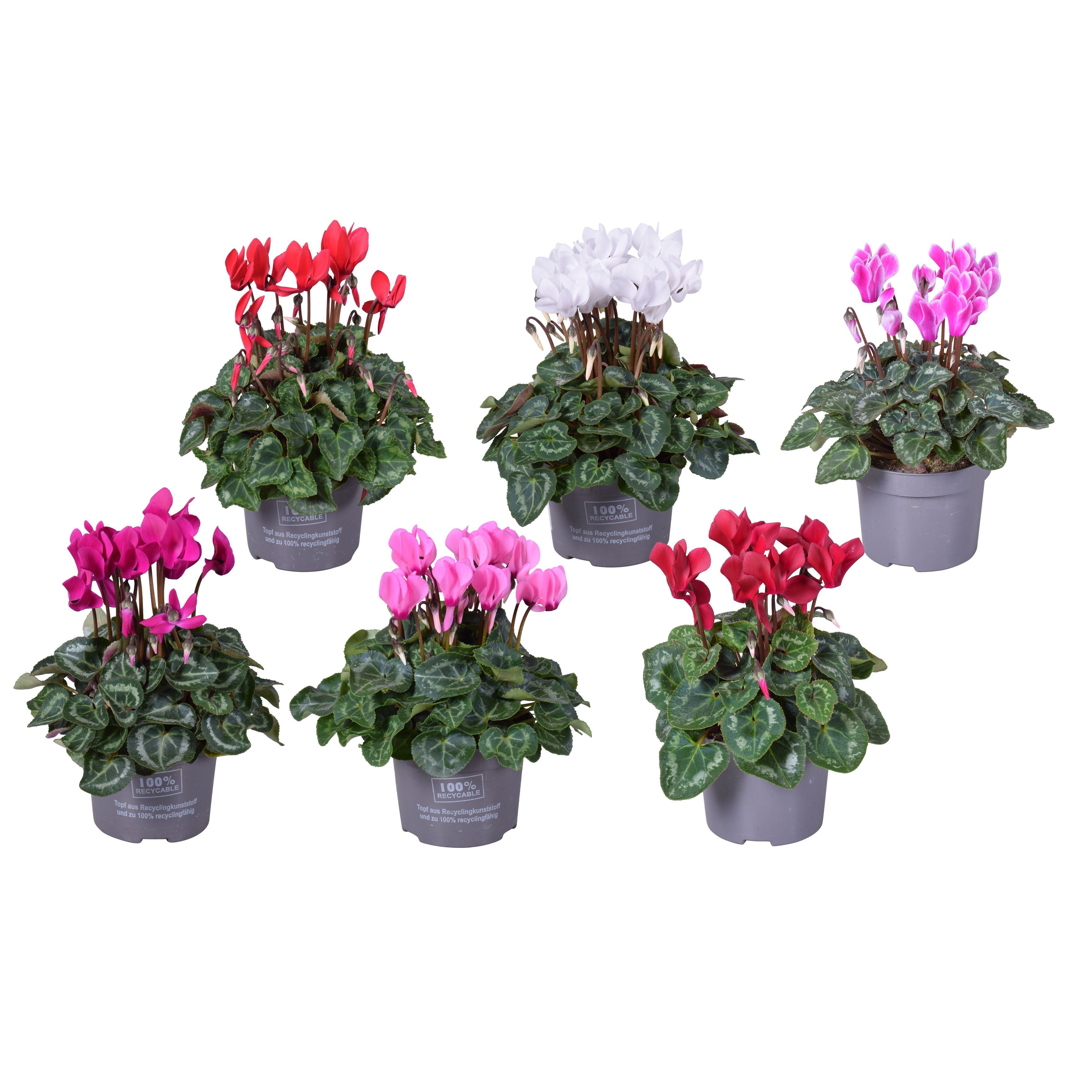 Cyclaam patio zonder etiket, D 10,5