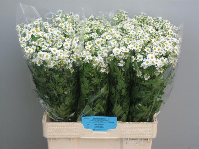 Танацетум Сингл Вегмо 65 (бел.), шт.