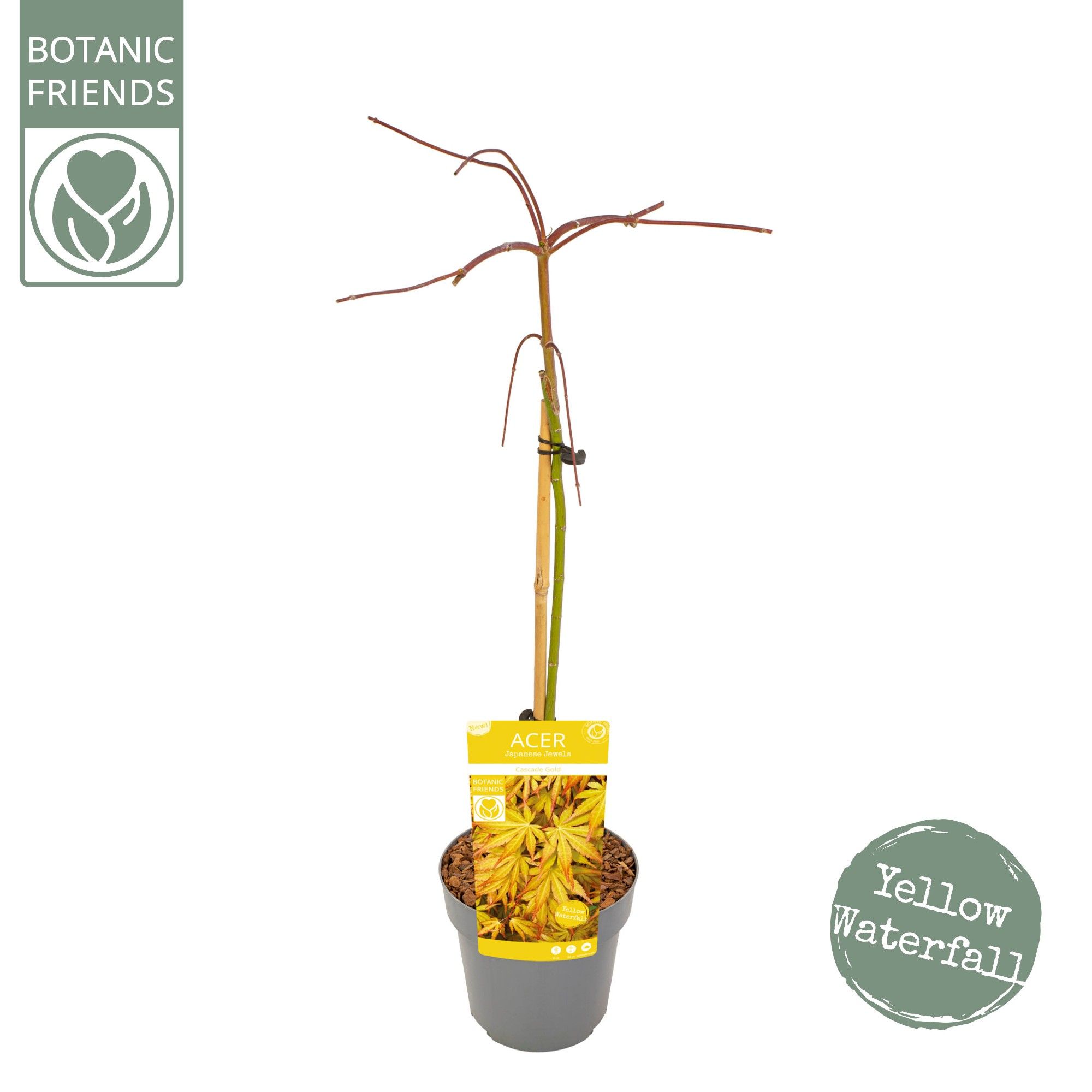 Acer palm. 'Cascade Gold' ®, D 19