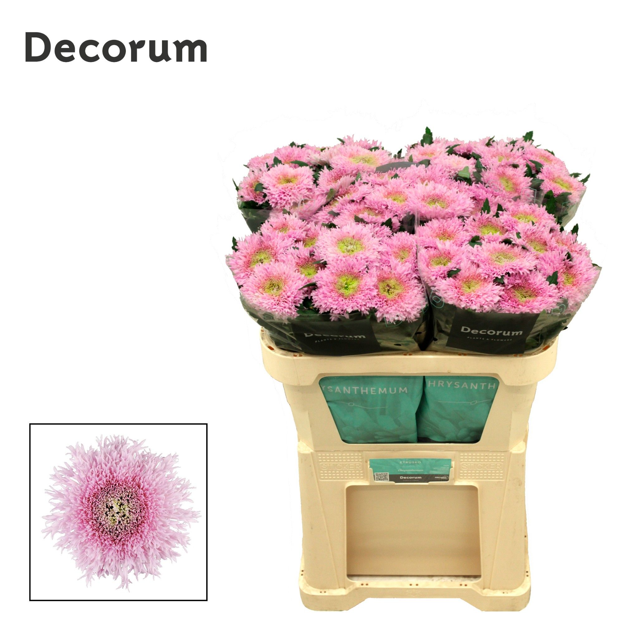 Хризантема од. Этрушко 70, шт.