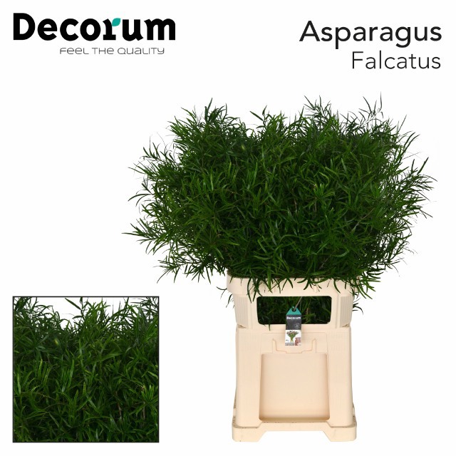 Аспарагус Фалькатус 85, шт.