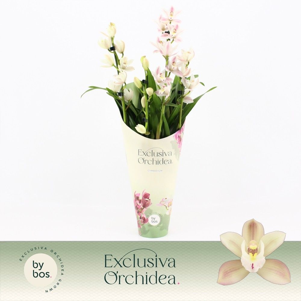Cymbidium, Yuki 4-spike 'Exclusiva Orchidea' Potcover, D 12