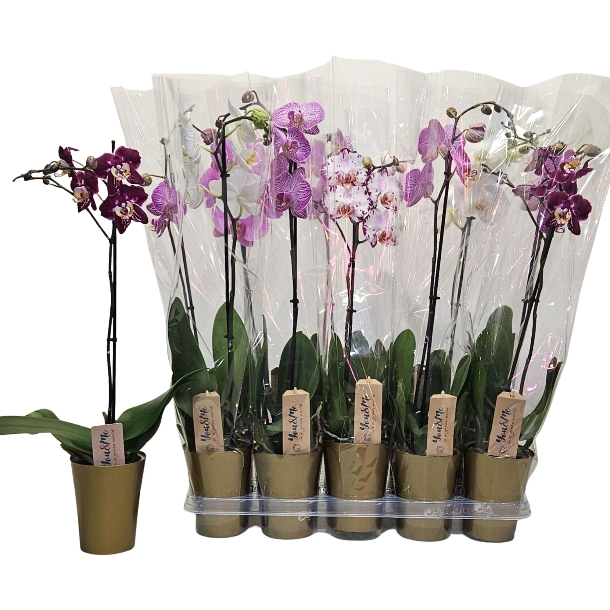 Phal. 1 tk mix in golden coverpot, D 12