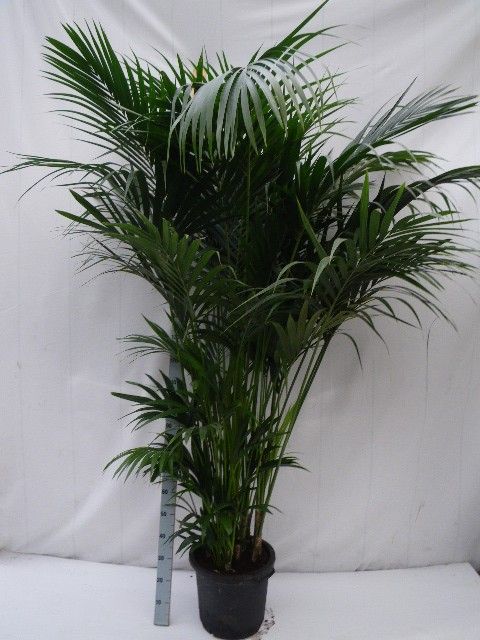 howea forsteriana, D 40