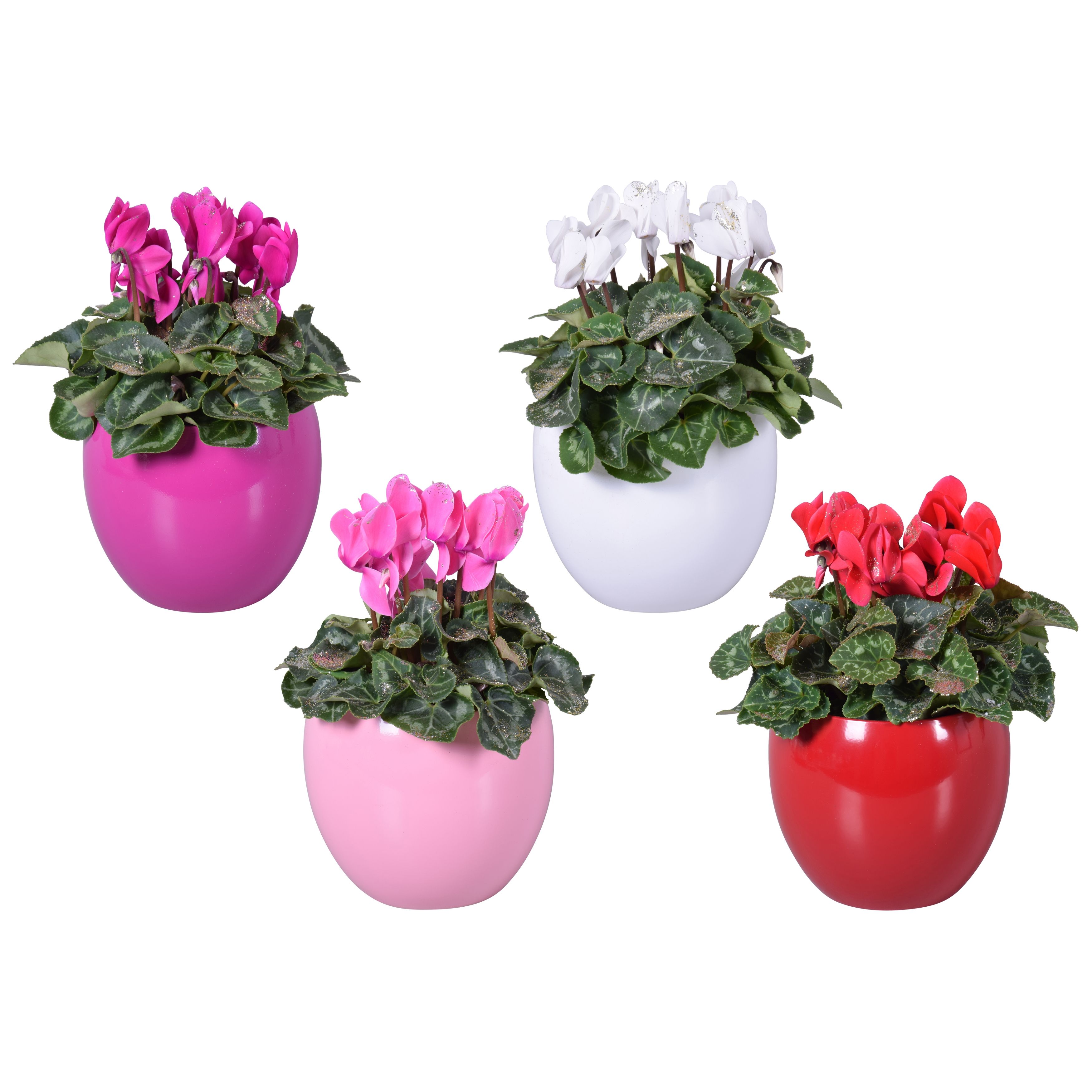 Cyclamen met glitters in gekleurd Lisa keramiek (Kerst), D 12