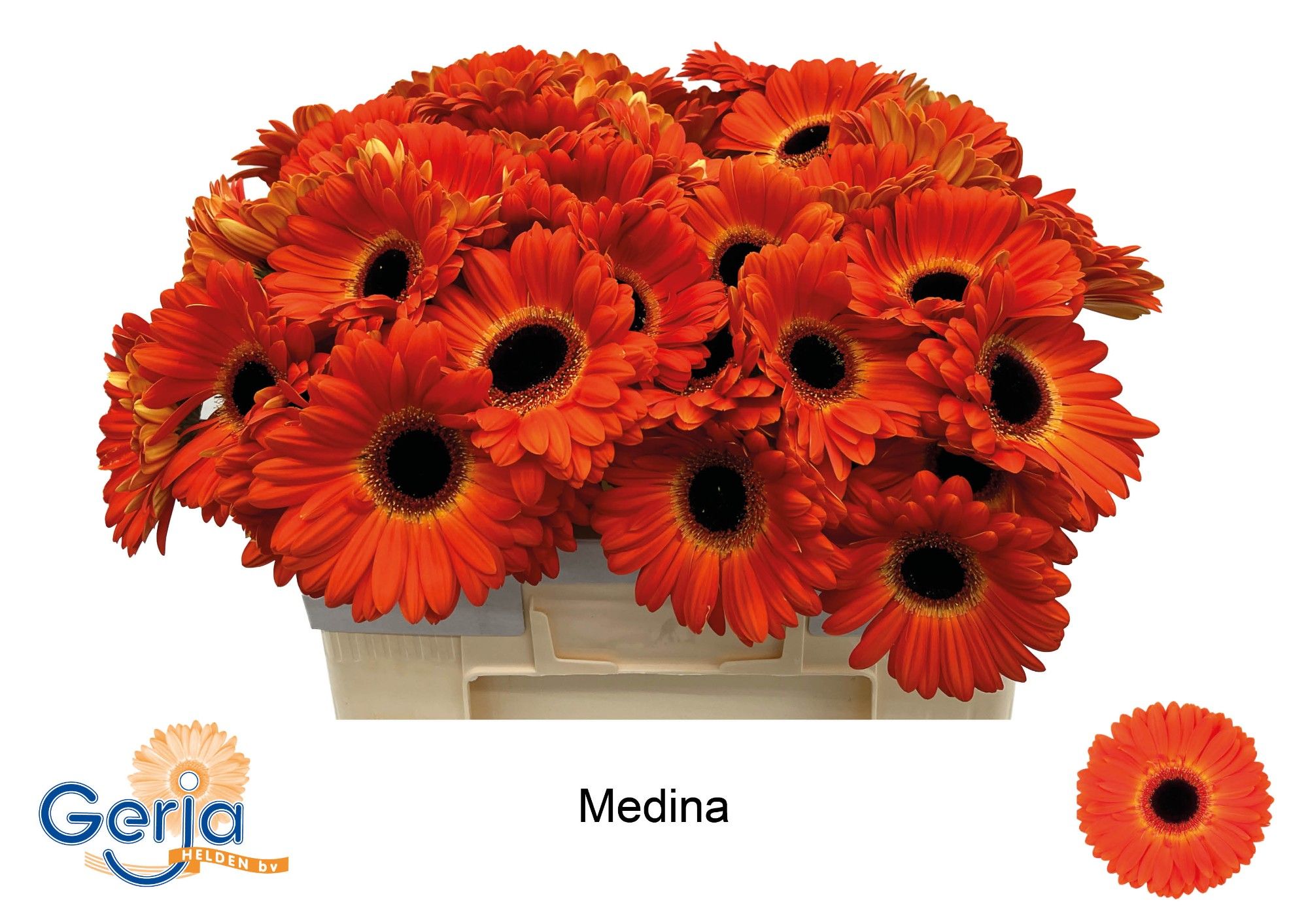 Гербера Медина, шт. Гербера Медина, шт.