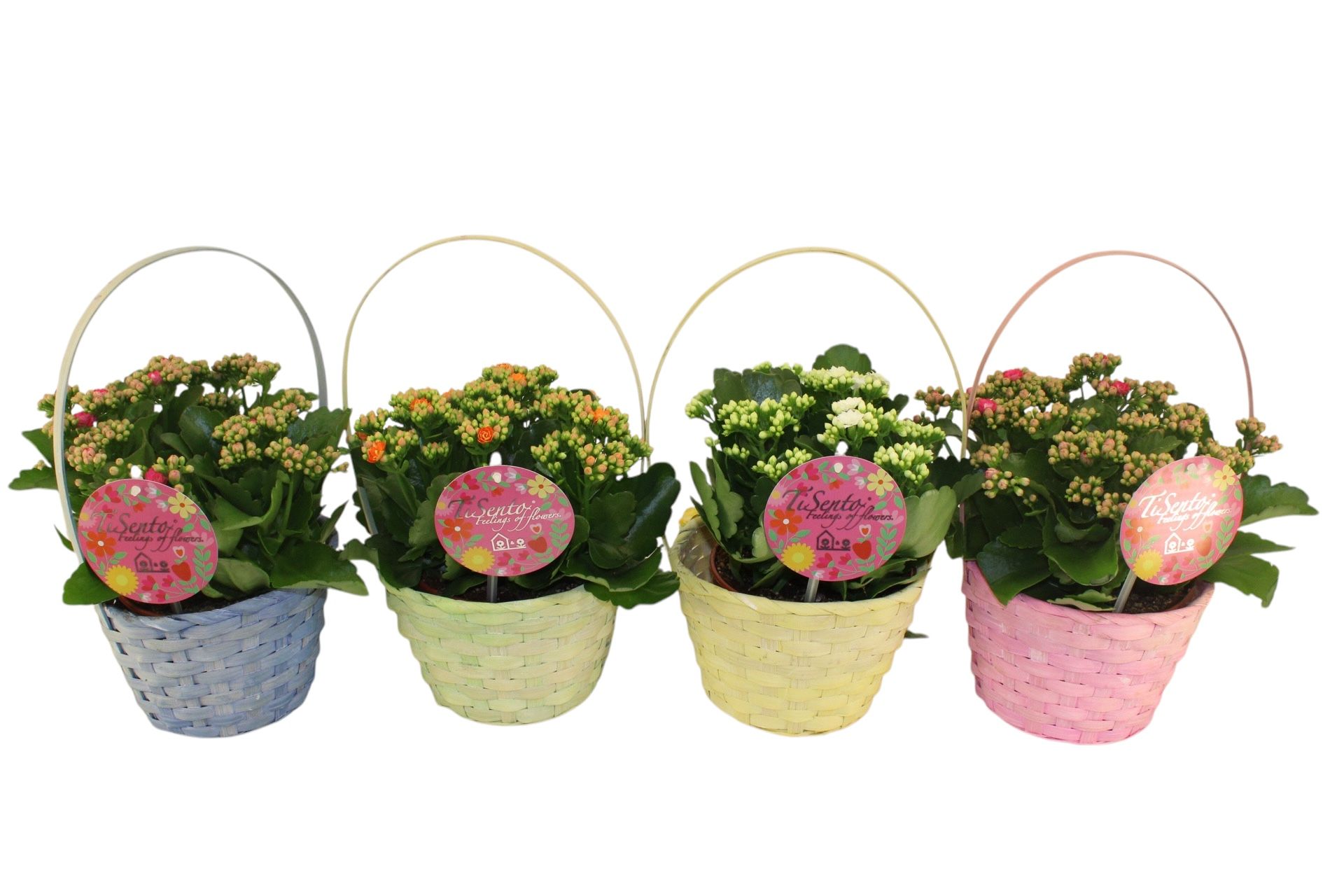 calandiva in 19 cm Mix in Eva mand met hengsel, D 19