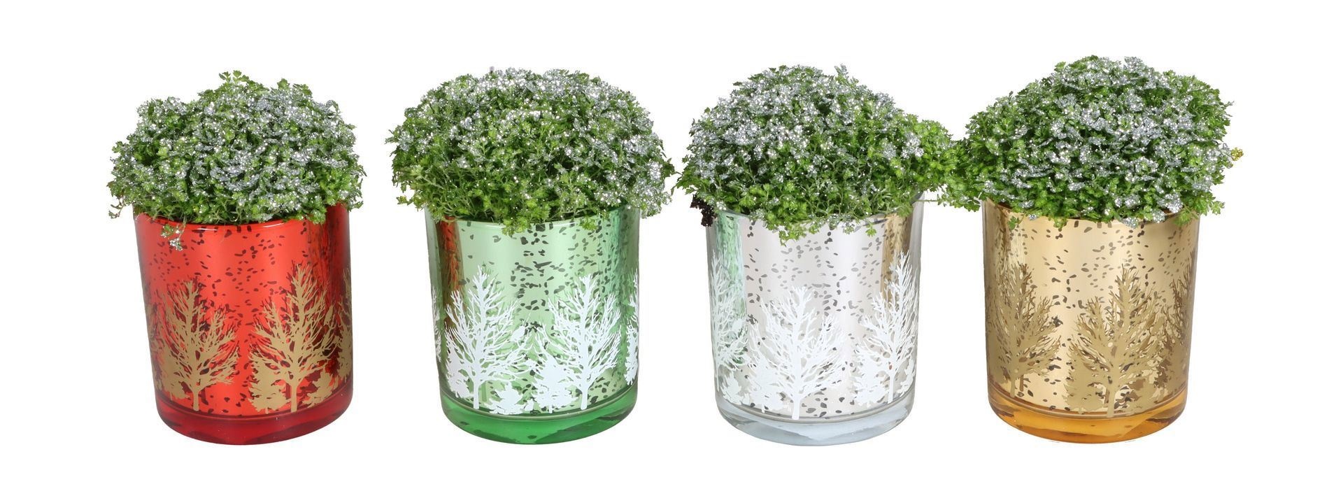 L 67434 With Selaginella Apoda Glitter 6 cm, D 6 cm