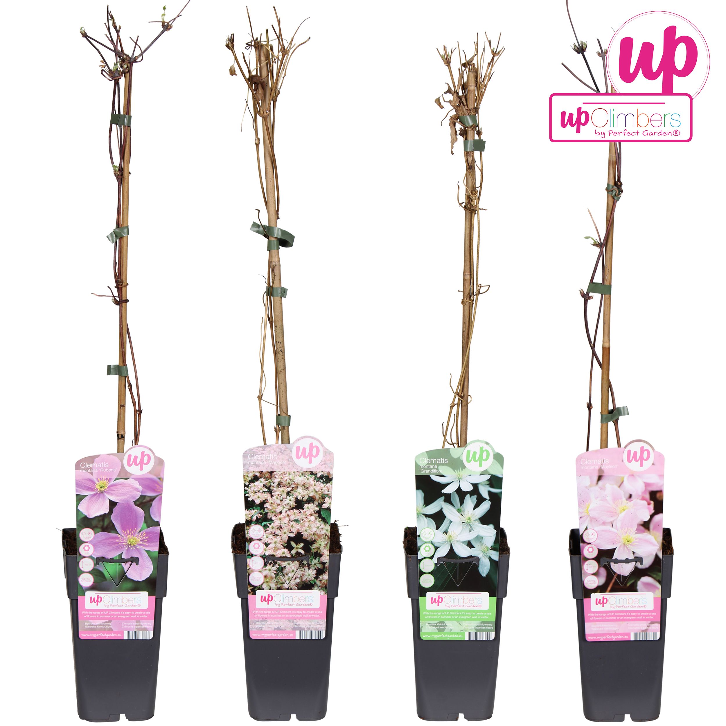 Clematis montana mix laag P15, D 15