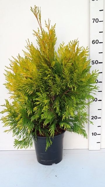 Thuja plicata '4ever Goldy', D 19 cm