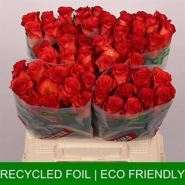 Роза од. Метеор 40, шт.