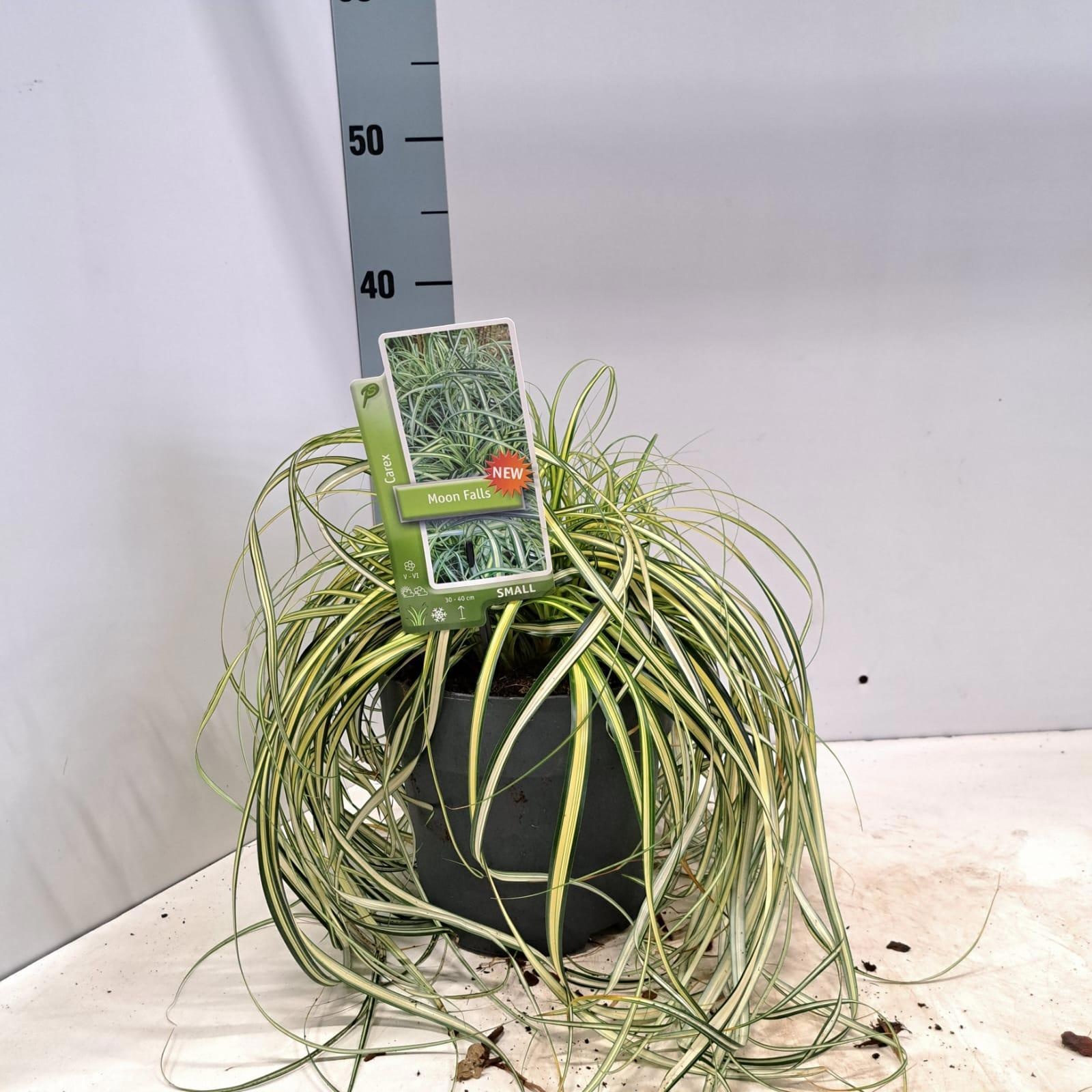 Carex 'Moon Falls' ('Et Crx 904'PBR), D 19