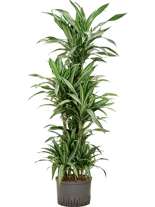 Dracaena fragrans 'Ulises', D 28