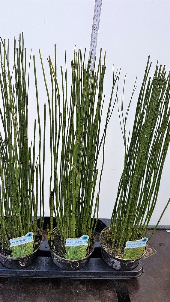 Equisetum hyemale 'Variegata', D 15