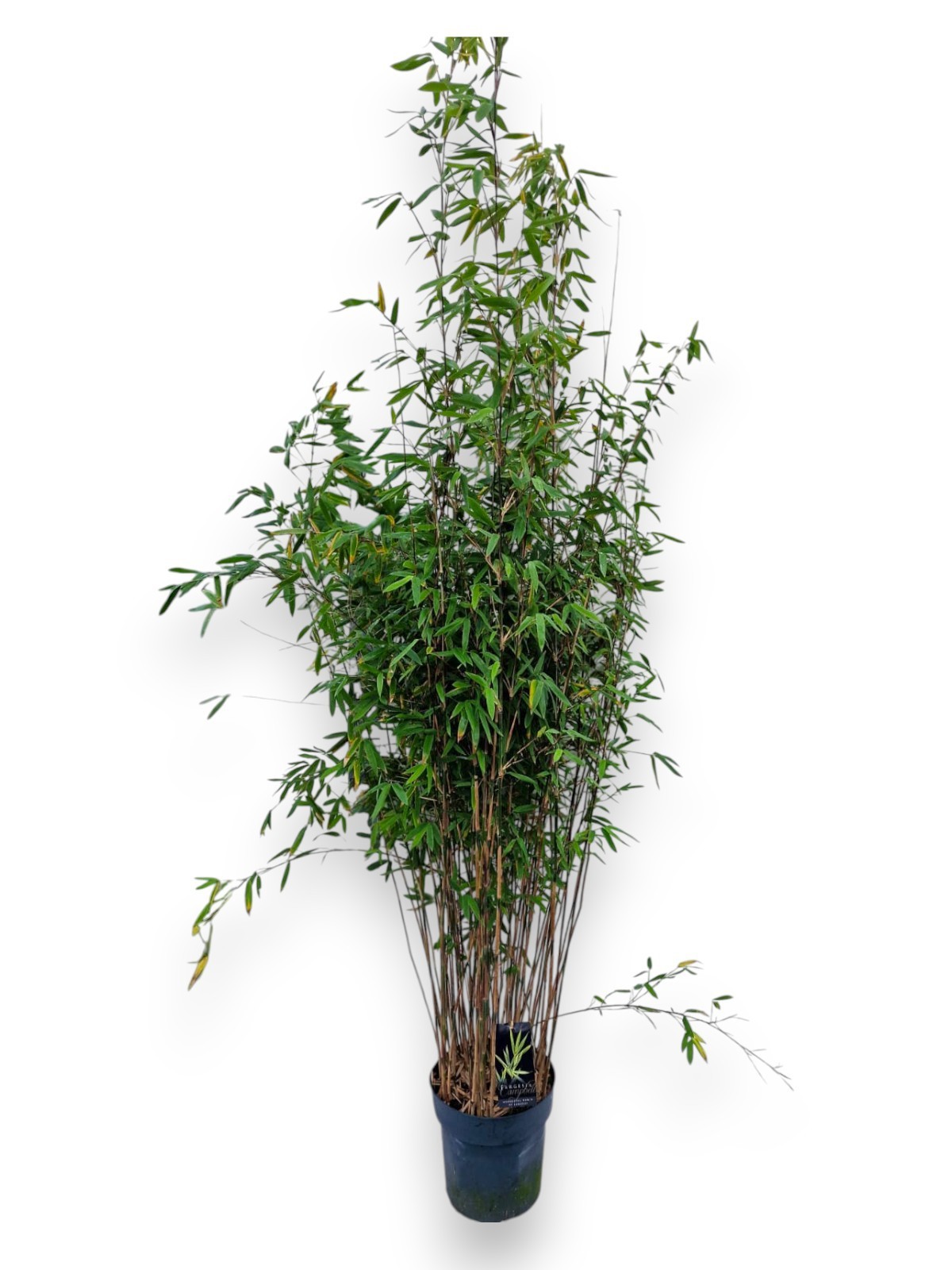 Fargesia nitida 'Pillar' C10/P27 - Niet-woekerende Bamboe, D 27