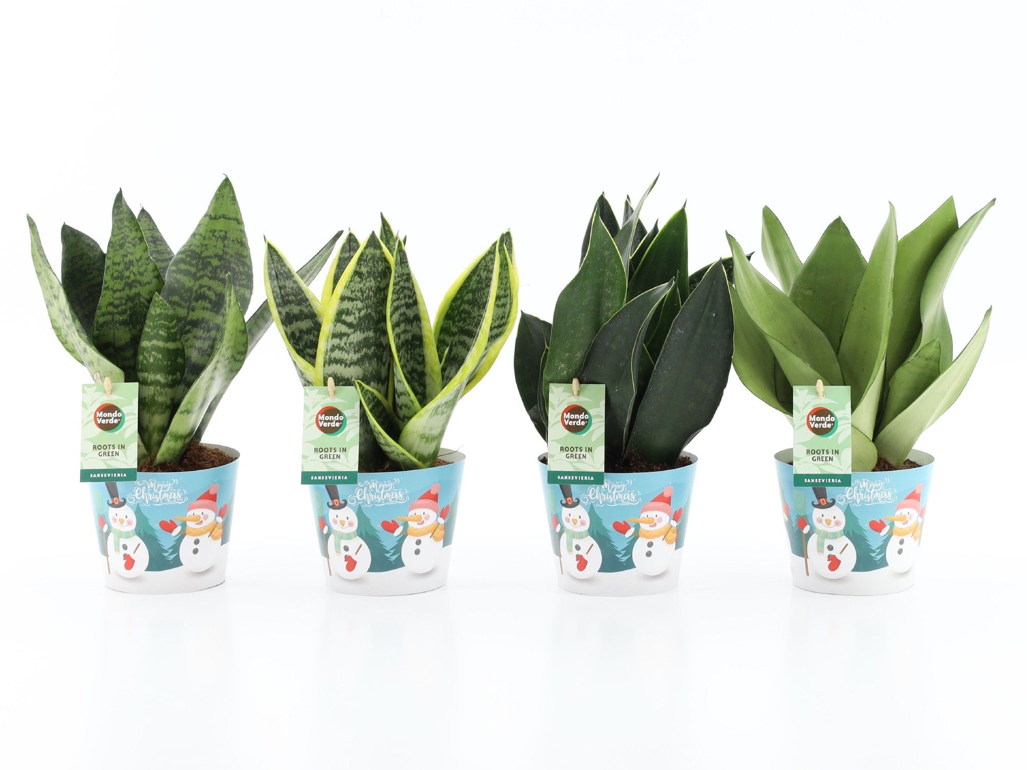 Sansevieria Mix in Potcover Snowman, D 12 cm Sansevieria Mix in Potcover Snowman, D 12 cm
