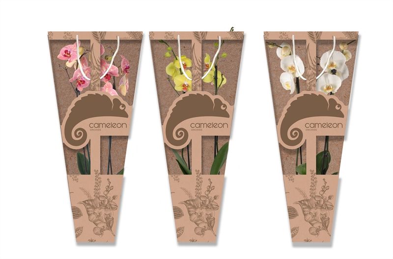 Showtas Cameleon Phal mix 2T14+, D 12