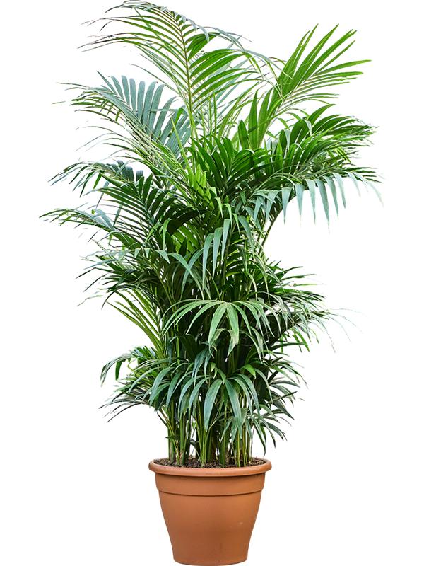 Kentia (Howea) forsteriana, D 60 cm