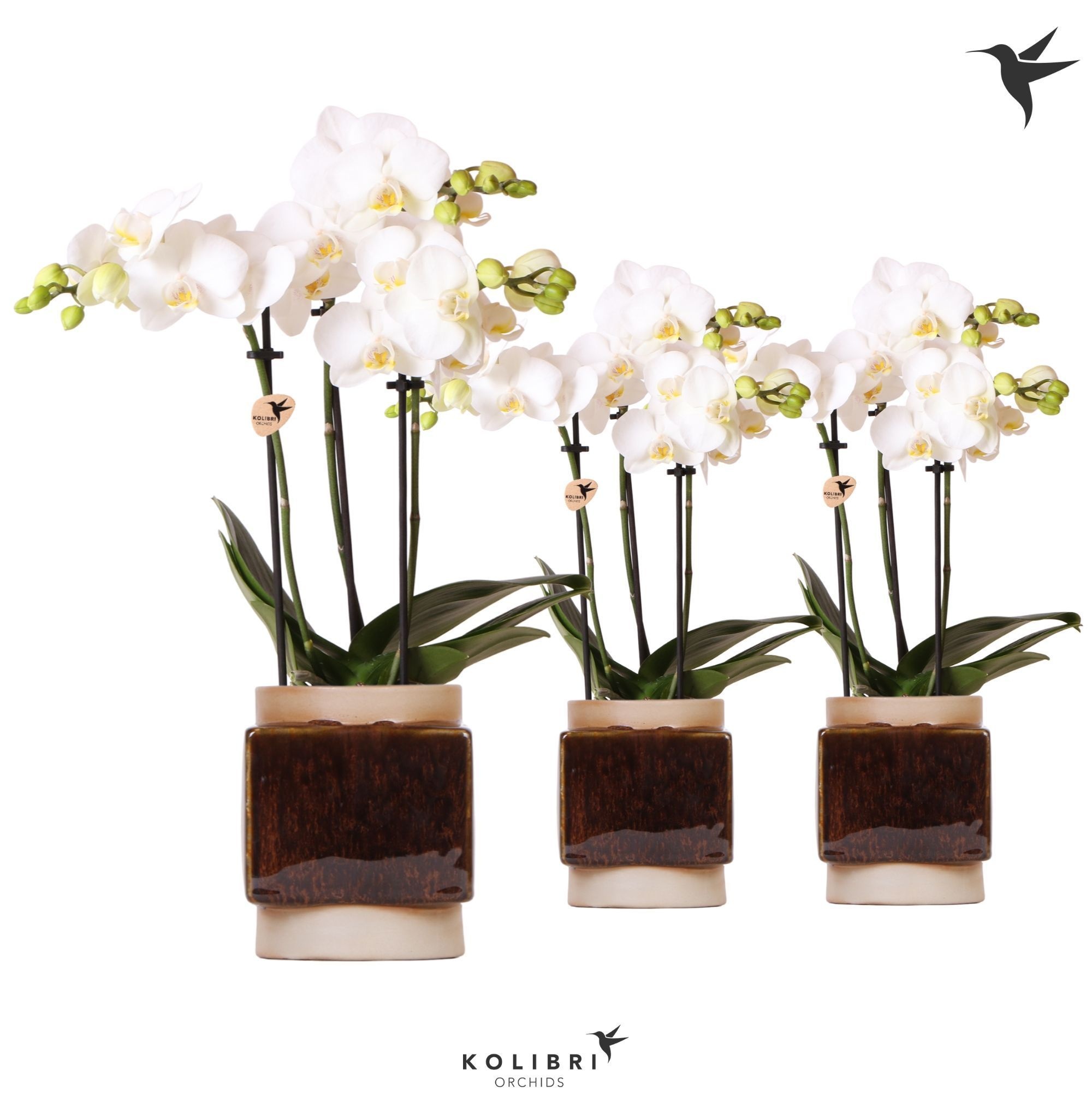 Kolibri Orchids Phalaenopsis white 3 spike in Classy Cube pot, D 9