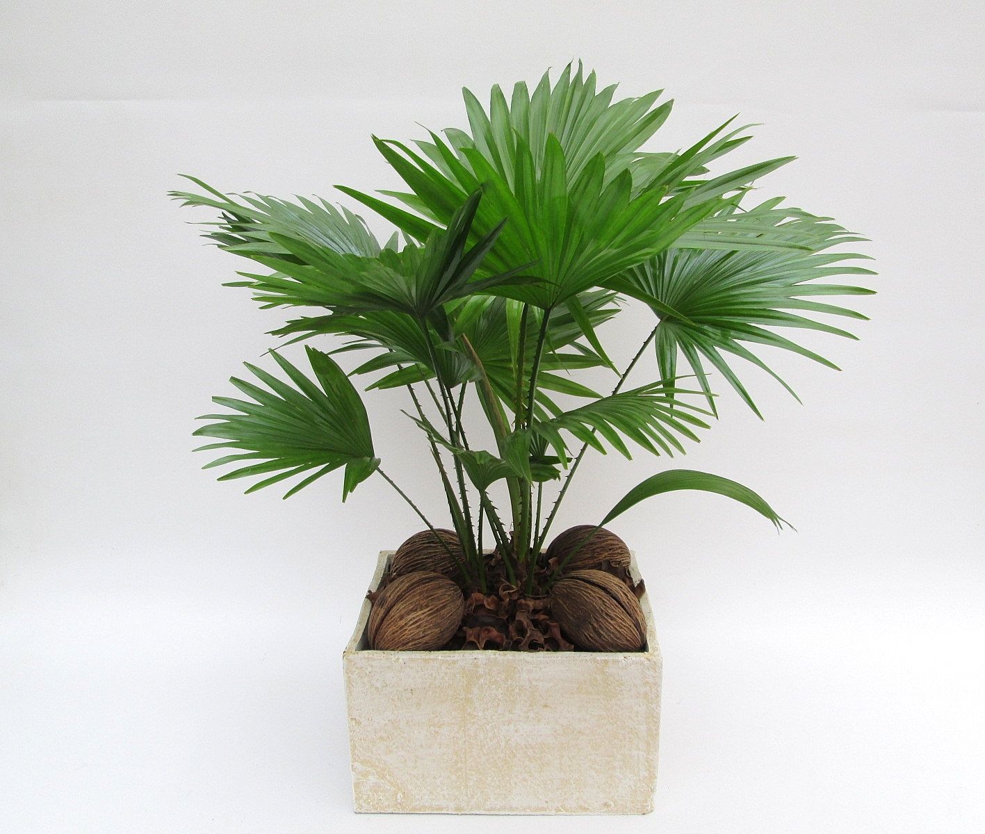 Livistona in Luna, D 26