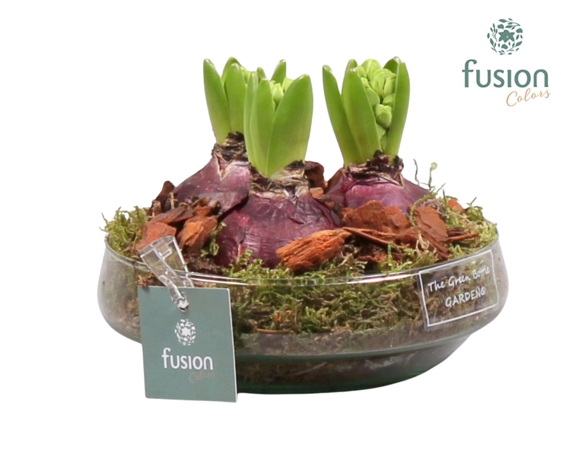 Green Bottle Iris Small met Hyacinten, D 15