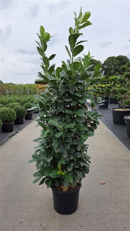 Prunus l. Etna, D 40