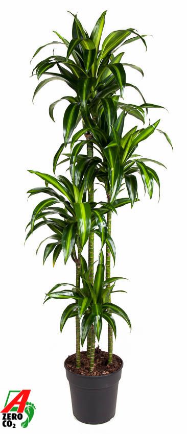 Dracaena Hawaiiana 120-90-60-30, D 27