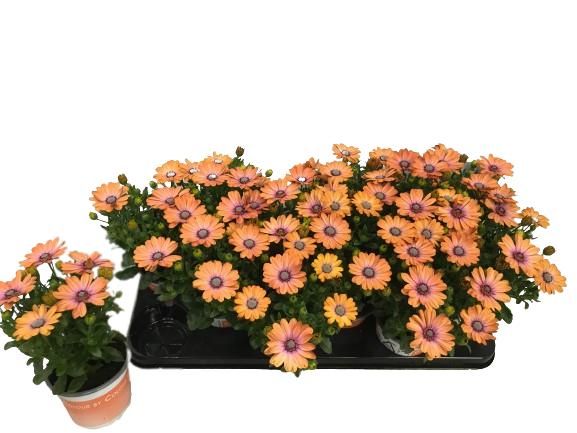 Osteospermum Orange Blue Centre, D 10,5
