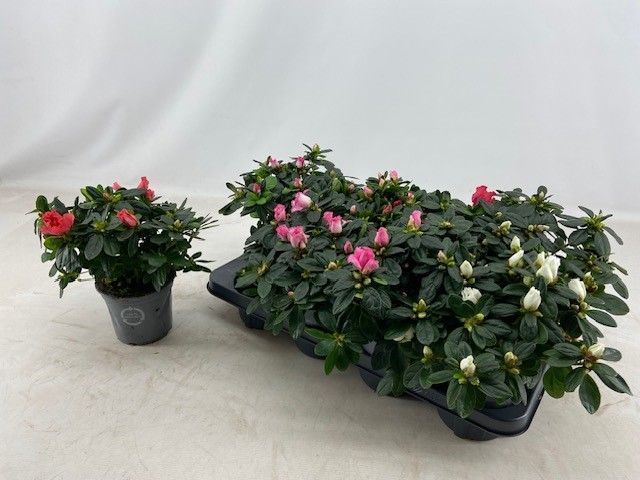 Azalea 13 cm mix zonder hoes, D 13