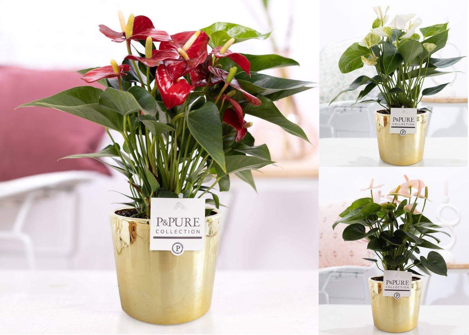 Anthurium mix in P&PURE Laryssa ceramics shiny gold, D 12