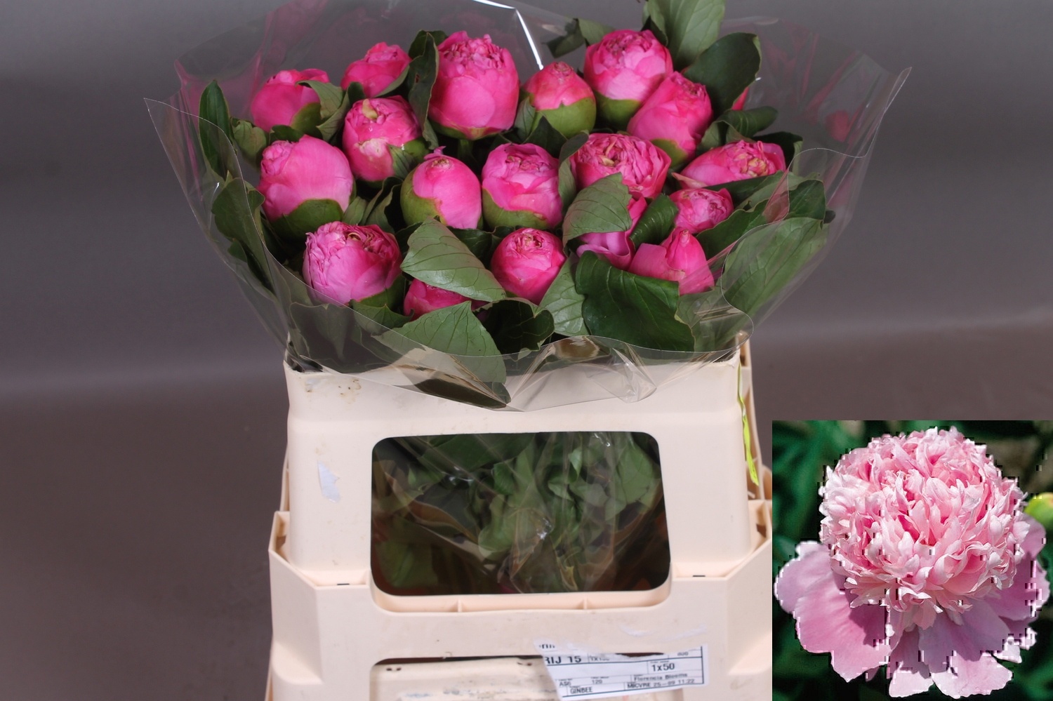 Пион Жуль Эль 50, шт.