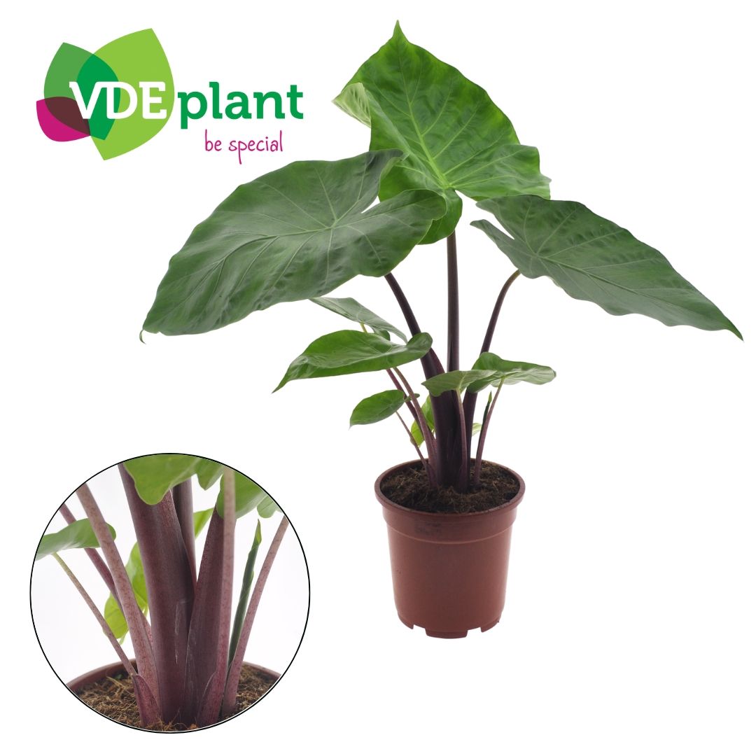 Alocasia Imperial Red, D 17